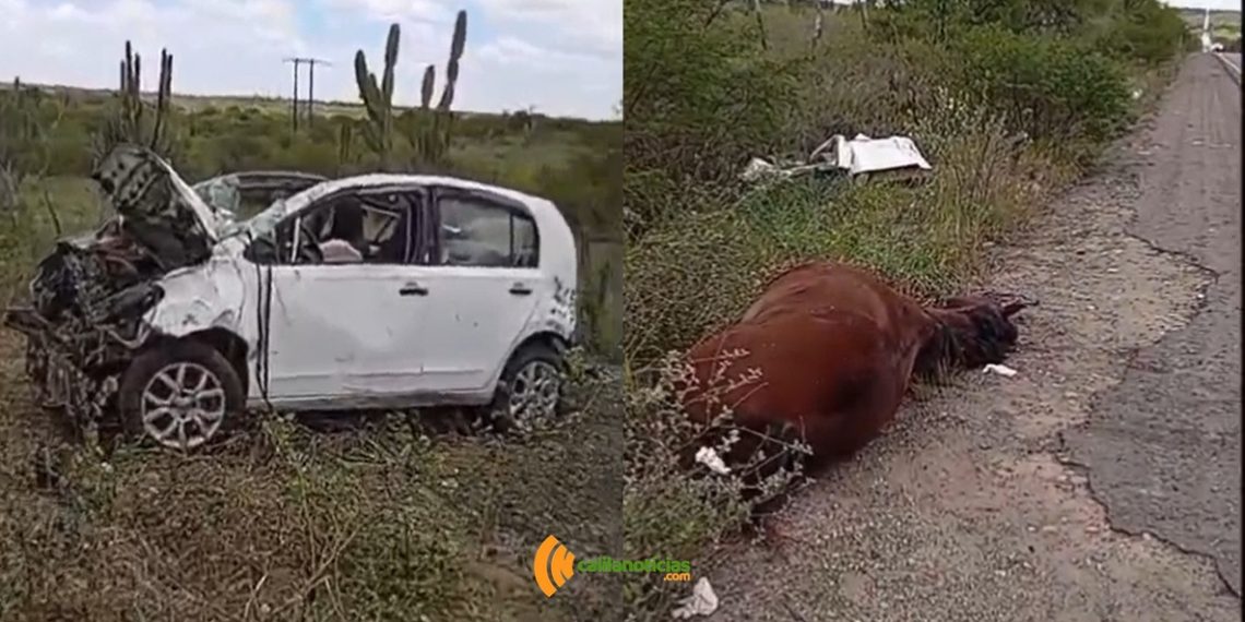 Carro fica destruído após colidir em cavalo na BR 116 Norte