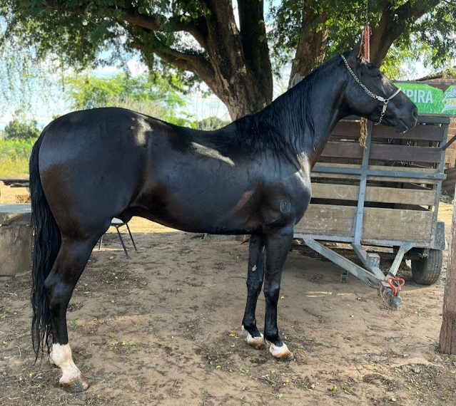 Três cavalos de raça são mortos após ataque de abelhas