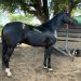 Três cavalos de raça são mortos após ataque de abelhas