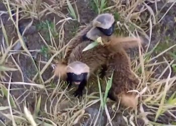Que bicho é esse? Morador de Barrocas flagra quando retorna do bingo em Coité