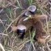 Que bicho é esse? Morador de Barrocas flagra quando retorna do bingo em Coité