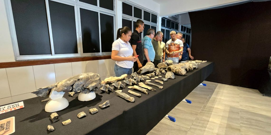 Nordestina revela fósseis raros da megafauna e sonha com museu para preservar a história local