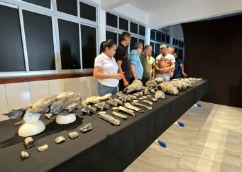Nordestina revela fósseis raros da megafauna e sonha com museu para preservar a história local