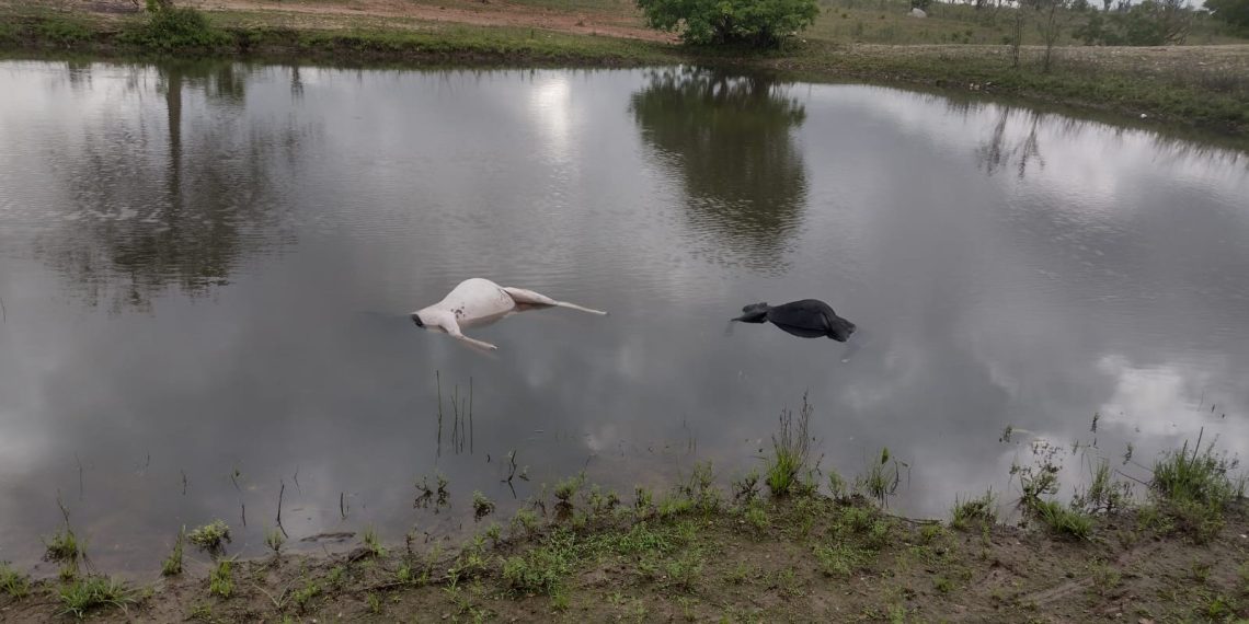 Criador desabafa após ataque de cachorros contra ovelhas; ‘Façam política diferente’