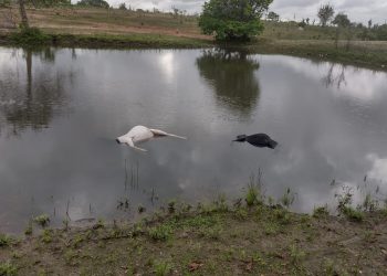 Criador desabafa após ataque de cachorros contra ovelhas; ‘Façam política diferente’
