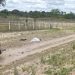 Homem morre vítima de capotamento na BA 120. O trecho está em obras