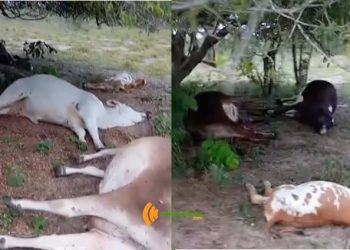 Raio mata seis bovinos na zona rural de Cansanção
