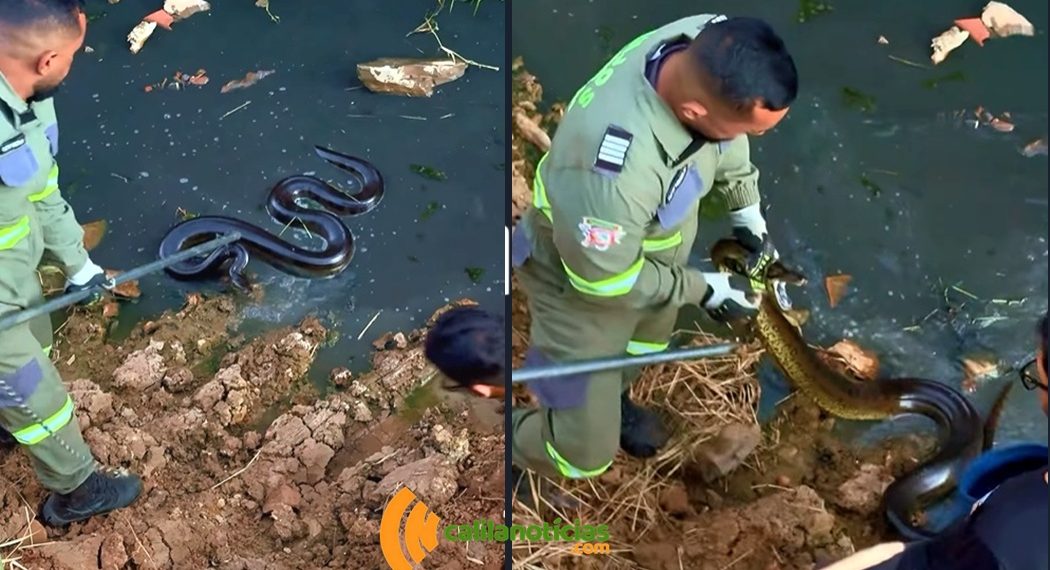 Bombeiros Voluntários Anjos do Cumbe realizam mais uma captura de sucuri