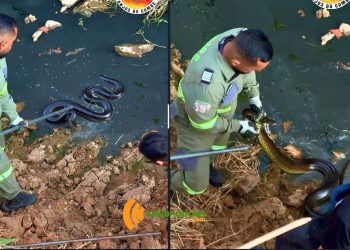 Bombeiros Voluntários Anjos do Cumbe realizam mais uma captura de sucuri