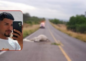 Motociclista morre ao colidir com vaca na BR 324; animal também não resistiu ao impacto