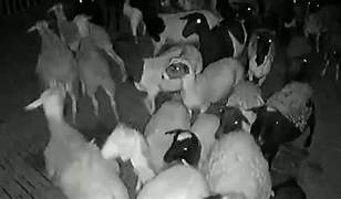 Criminosos cortam arame e furtam 15 carneiros em fazenda na região de Chapada