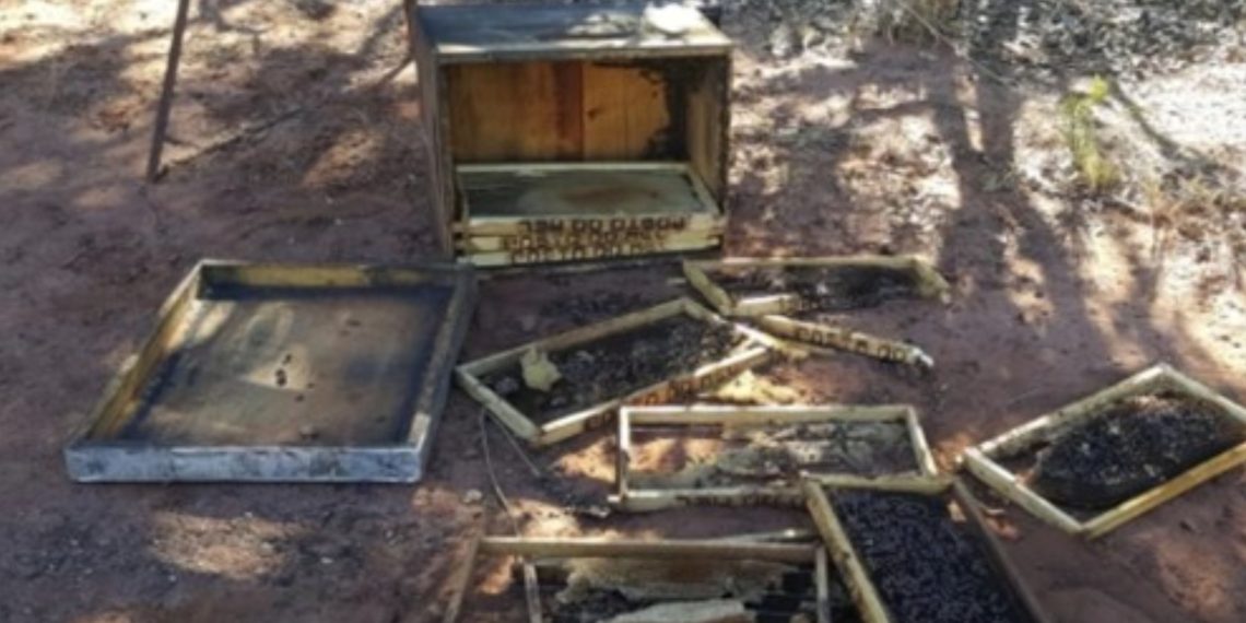 Apicultores de cidades da Bacia do Jacuípe estão sendo vítimas de furtos de mel e colmeias