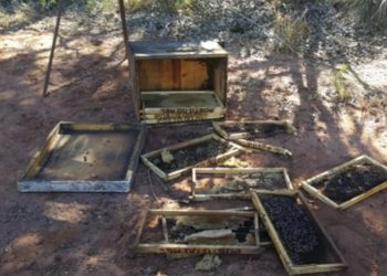 Apicultores de cidades da Bacia do Jacuípe estão sendo vítimas de furtos de mel e colmeias