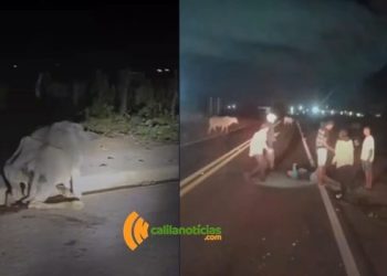 Motociclista fica ferido após colisão com vaca em avenida