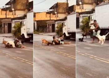 SP – Ex-lutador de MMA dá mata-leão em pit bull para salvar pinscher