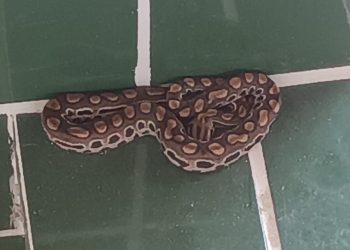 Filhote de Jiboia é resgatada dentro de residência no Povoado Santa Rosa