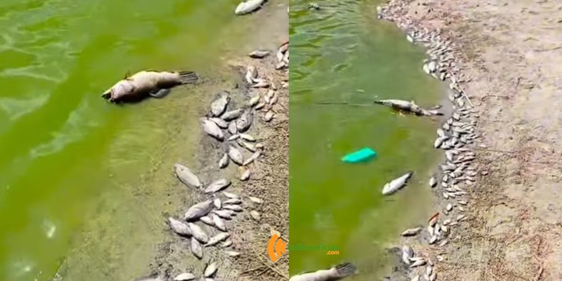 Prefeitura de Nordestina proíbe pesca e captação de água após mortandade de peixes no açude municipal