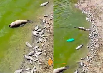 Prefeitura de Nordestina proíbe pesca e captação de água após mortandade de peixes no açude municipal