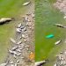 Prefeitura de Nordestina proíbe pesca e captação de água após mortandade de peixes no açude municipal