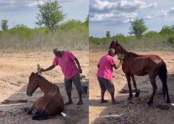 “Rezador” faz cavalo doente ficar de pé, voltar a comer e vídeo impressiona as redes; assista