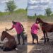 “Rezador” faz cavalo doente ficar de pé, voltar a comer e vídeo impressiona as redes; assista