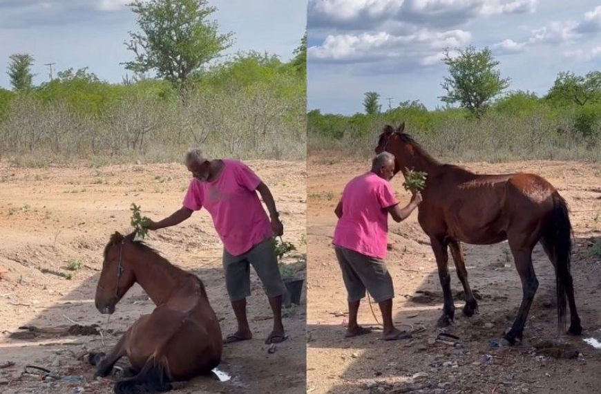 “Rezador” faz cavalo doente ficar de pé, voltar a comer e vídeo impressiona as redes; assista