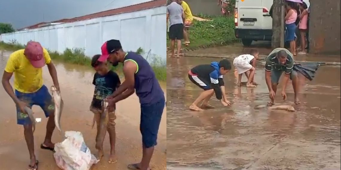 Após forte chuva, moradores encontram peixes no meio da rua